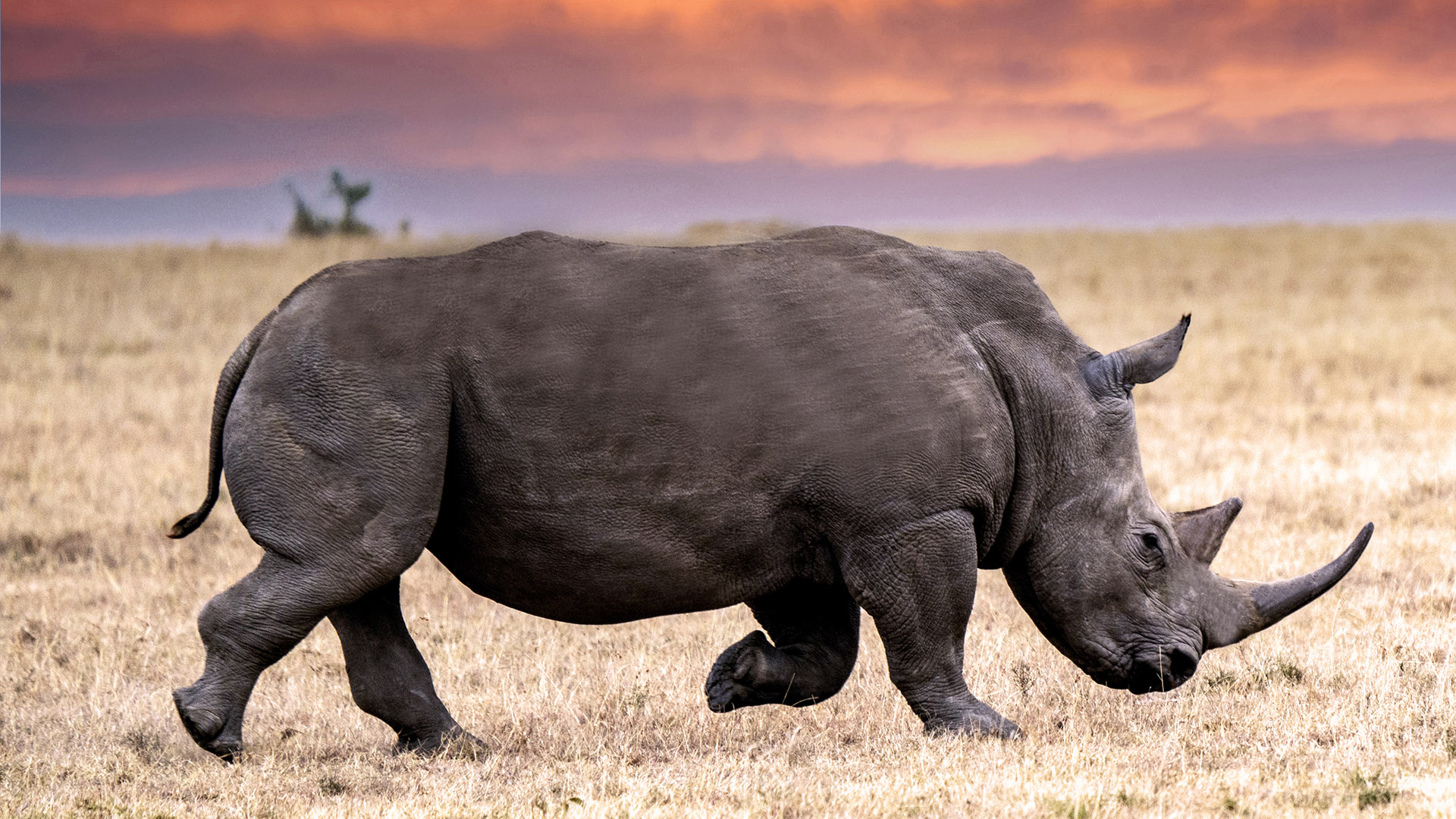رابط کاربری Rhino با نمایش نوار ابزار و پنجره Properties