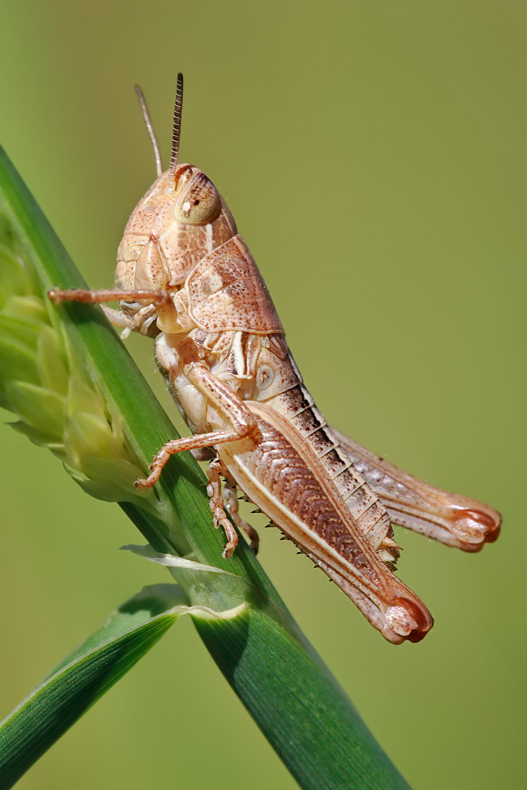 نقشه پارامتریک در Grasshopper با گره‌های ارتباطی و خروجی داده‌ها