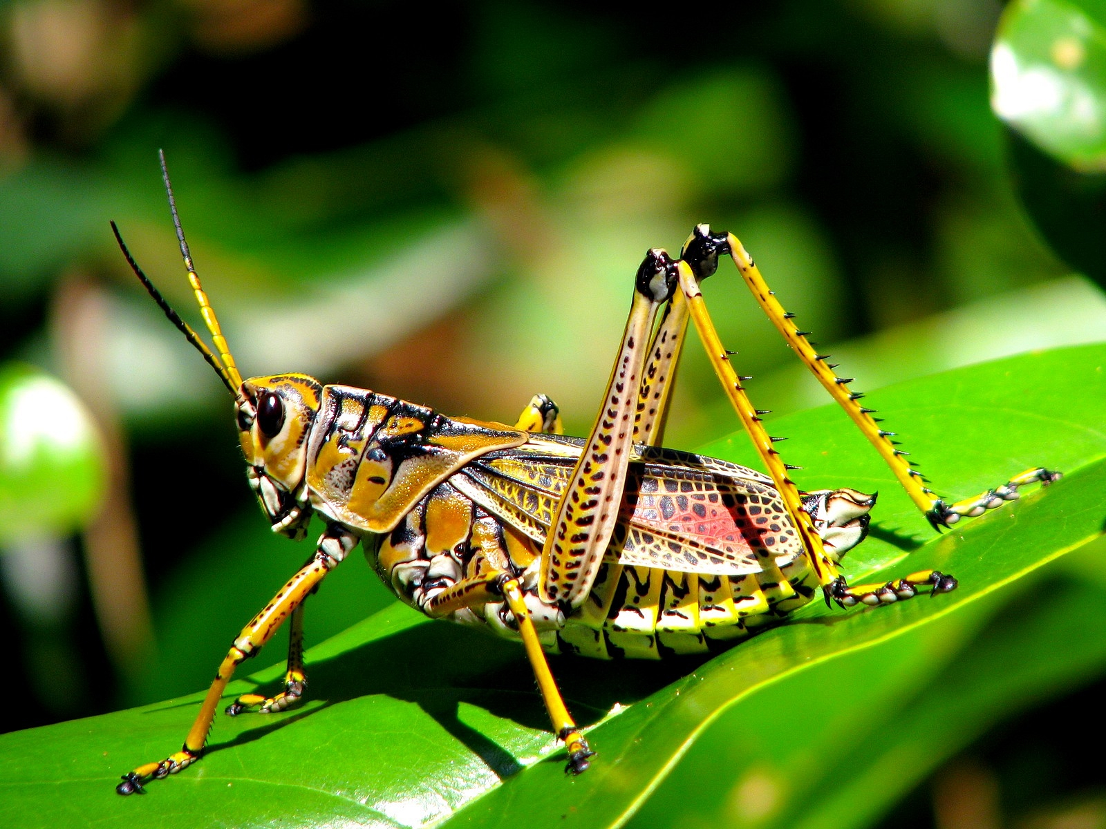 رابط کاربری Grasshopper در بوم کاری با گره‌های متصل به یکدیگر