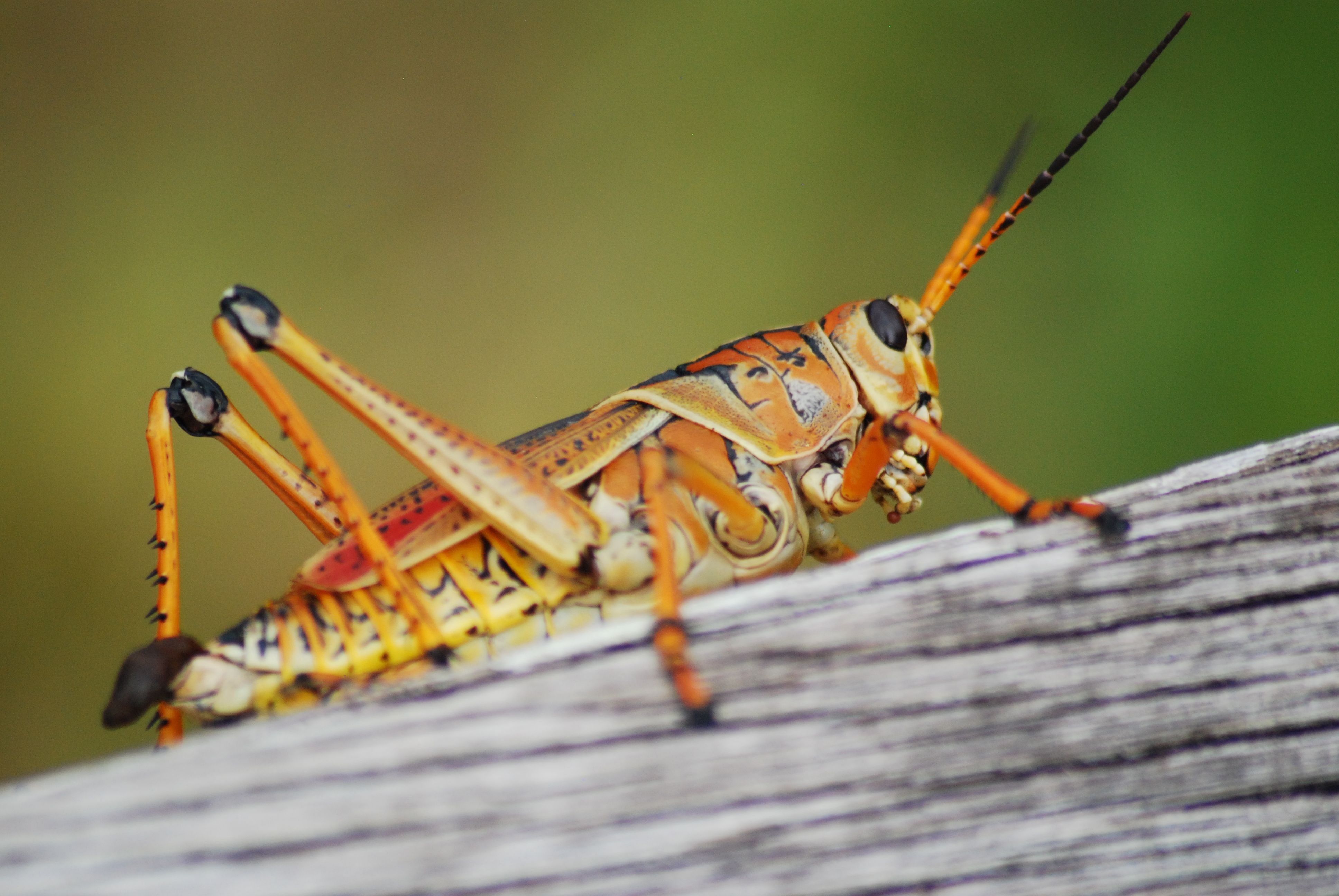 نمایشگر کامپیوتر با نرم‌افزار Grasshopper در حال کار بر روی مدل پارامتریک