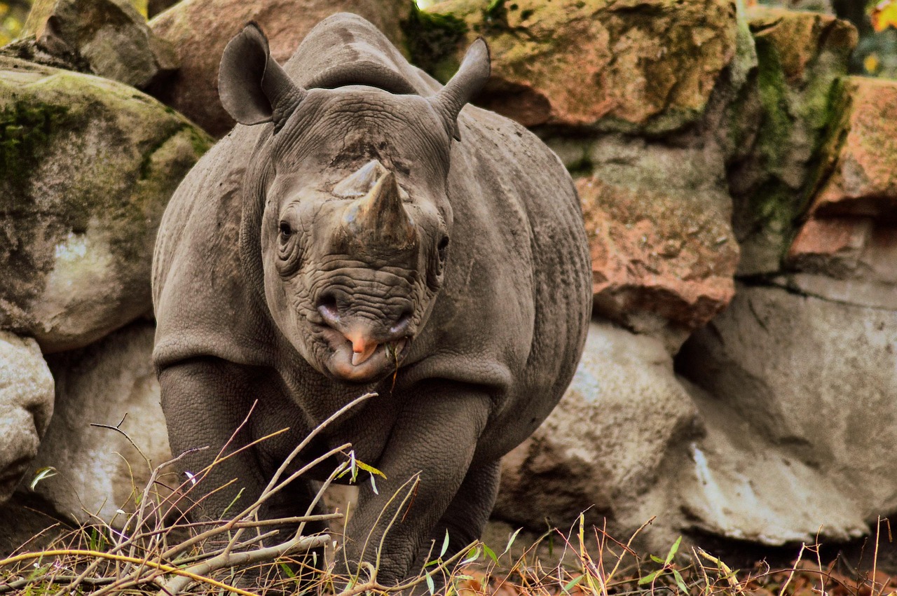 نمایش محیط Grasshopper در Rhino برای مدل‌سازی پارامتریک