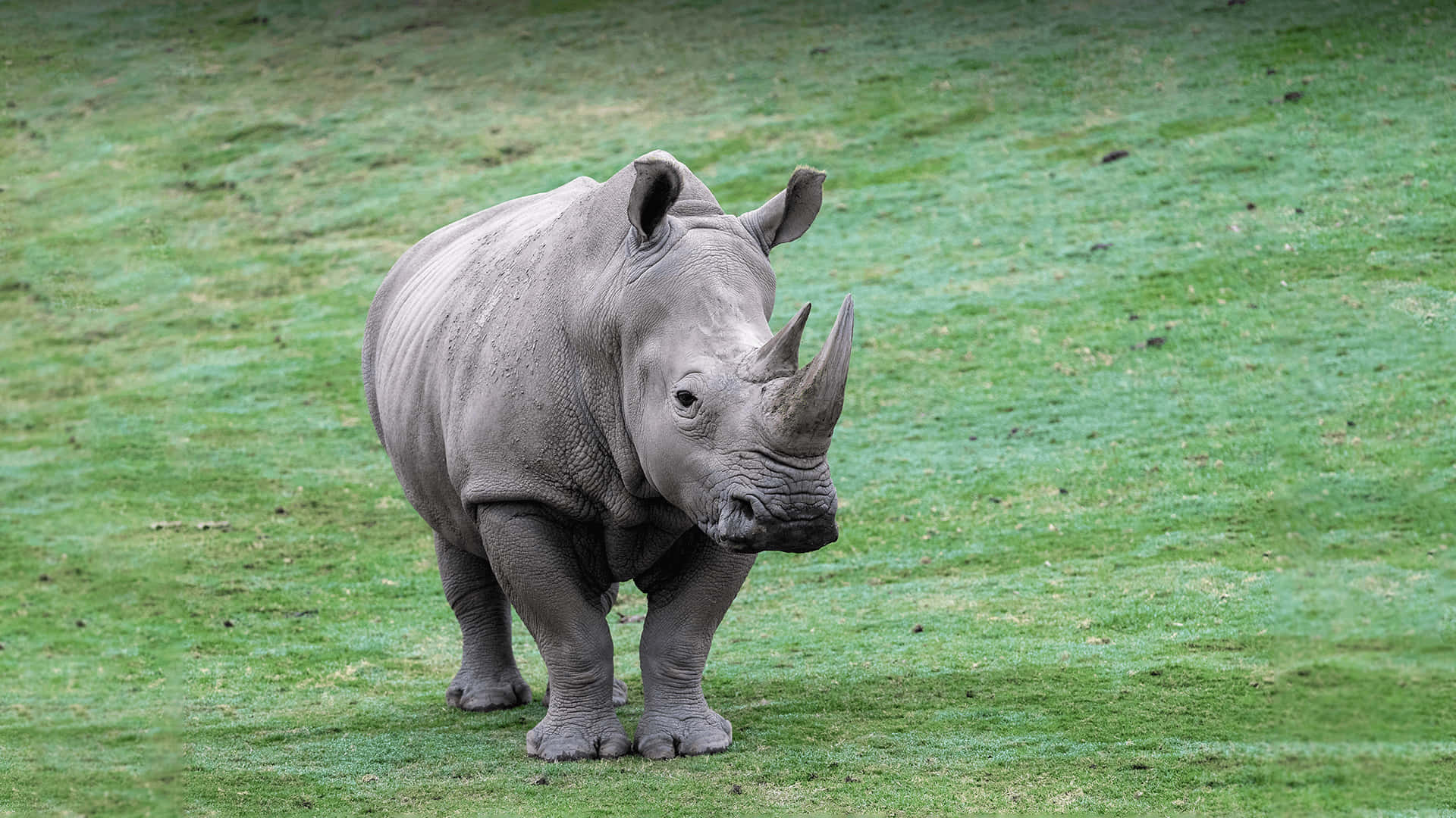 نصب Rhino بر روی ویندوز با نمایش صفحه لایسنس